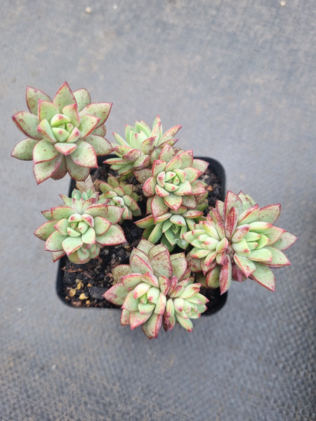*GLGhybrid(1-1345) Echeveria Ballsii Hybrid 灰姑娘杂
