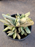 11cm pot Gasteria Marble Variegata