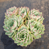 *GLGhybrid(2-29) Echeveria Halbingeri hybrid 海滨格瑞杂