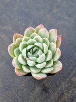 Echeveria 'Cream Rose' 奶油玫瑰
