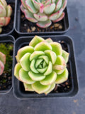 *GLGhybrid(1-1145) Special hybrid pack of 4