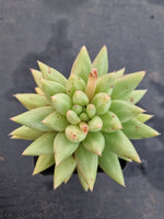 *GLGhybrid(1-1192) Echeveria agavoides EbonyXPachyphytum compactum 乌木杂千代田