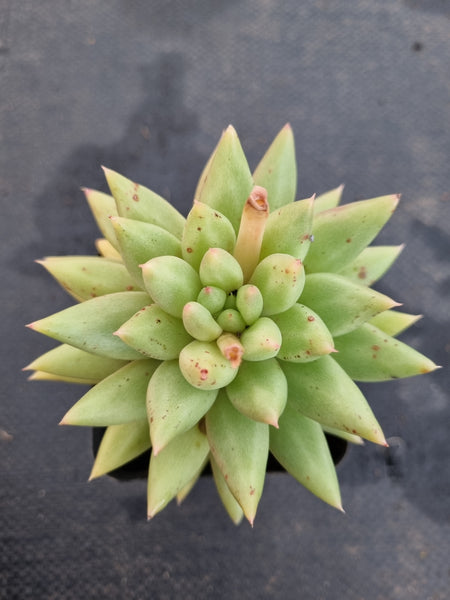 *GLGhybrid(1-1192) Echeveria agavoides EbonyXPachyphytum compactum 乌木杂千代田