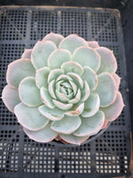 *GLGhybrid (2-93) Echeveria Simulans Ascension hybrid 蓝丝绒杂