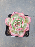 Echeveria Colorata 卡罗拉