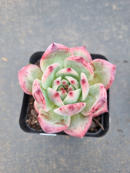 Echeveria Colorata 卡罗拉