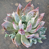 *GLGhybrid(2-394) Echeveria Mexican Giant hybrid 巨人杂