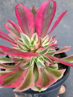 Aeonium Pink Witch 粉女巫