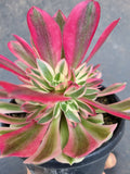 Aeonium Pink Witch 粉女巫