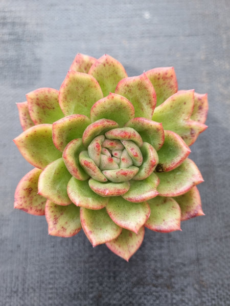 *GLGhybrid(1-375) Echeveria Agavoides hybrid 冬云杂