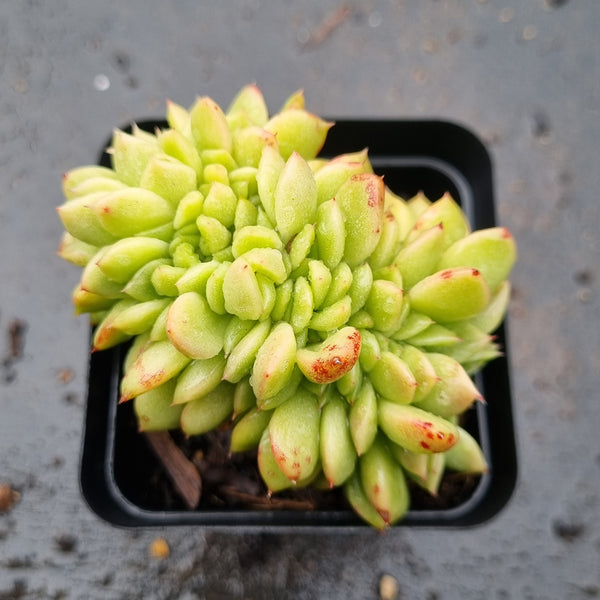 *GLGhybrid(1-1603) Echeveria Agavoides hybrid Crested 冬云杂缀化
