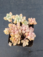*GLGhybrid(1-1033) Assorted Succulents