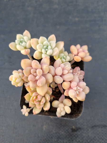 *GLGhybrid(1-1033) Assorted Succulents