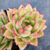 *GLGhybrid(2-36) Echeveria Agavoides hybrid 东云杂