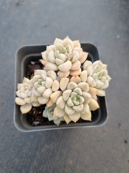 *GLGhybrid(1-1043) Graptopetalum Mendozae hybrid 丸姬杂