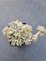 *GLGhybrid(1-892) Graptopetalum Mendozae hybrid 丸姬杂