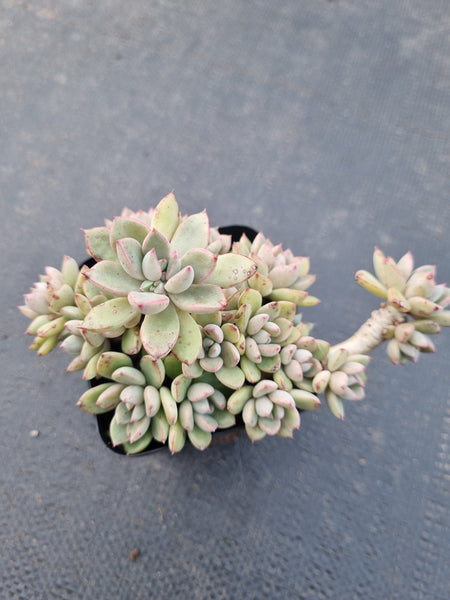 *GLGhybrid(1-892) Graptopetalum Mendozae hybrid 丸姬杂
