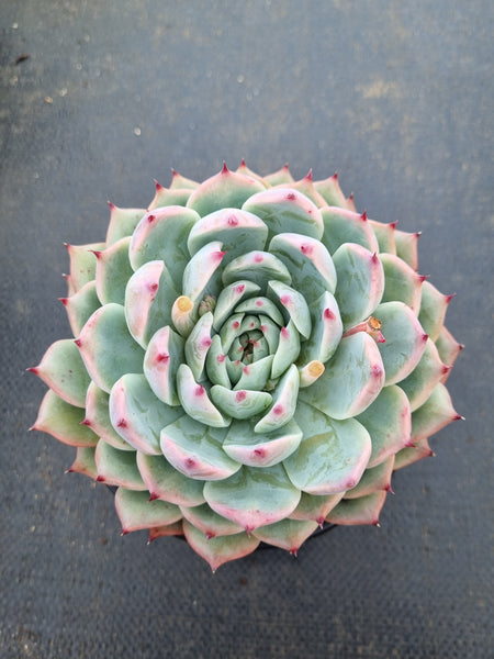 11cm pot Echeveria Chihuahuaensis 吉娃娃