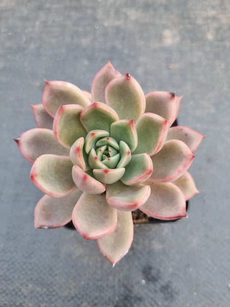 *GLGhybrid(1-966) Echeveria agavoides Ebony hybrid 乌木杂