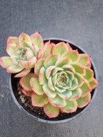 *GLGhybrid (2-240) Echeveria Yanji hybrid 艳姬杂