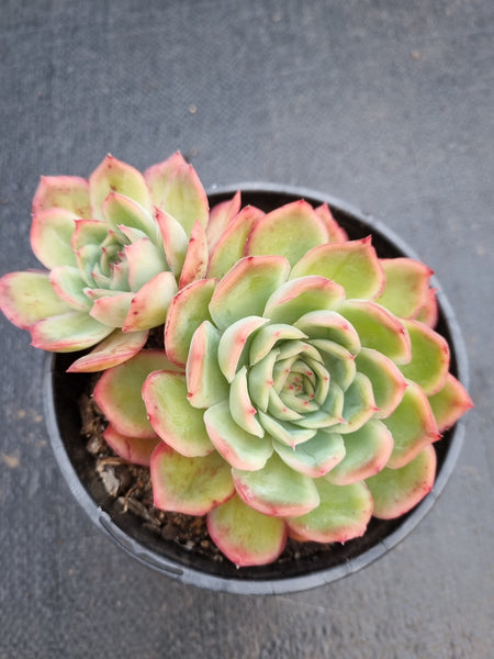 *GLGhybrid (2-240) Echeveria Yanji hybrid 艳姬杂