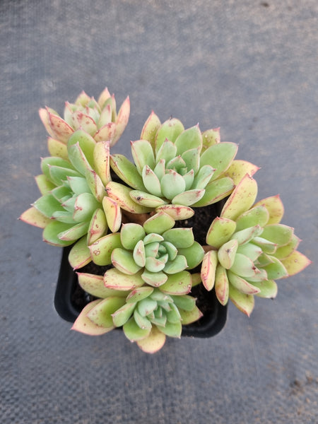 *GLGhybrid(1-956) Echeveria Ballsii Hybrid 灰姑娘杂