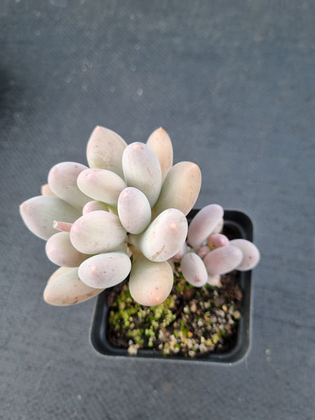 *GLGhybrid(1-1075) Pachyphytum hybrid  奶酪杂