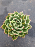 *GLGhybrid(1-1181) Echeveria cuspidata var. Zaragozae hybrid 黑爪杂