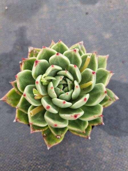 *GLGhybrid(1-1181) Echeveria cuspidata var. Zaragozae hybrid 黑爪杂