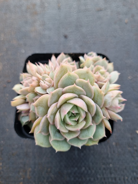 Echeveria cv. Onslow 昂斯诺