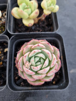 *GLGhybrid(1-1148) Special hybrid pack of 4
