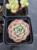 *GLGhybrid(1-1148) Special hybrid pack of 4
