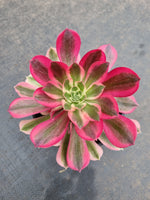 Aeonium Pink Witch 粉女巫