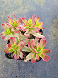 Crassula Dejecta variegated 天狗之舞锦
