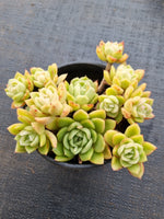 *GLGhybrid(2-32) Echeveria Agavoides hybrid 冬云杂