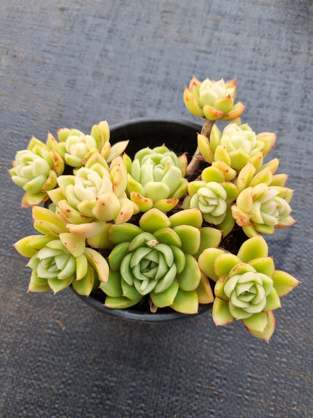 *GLGhybrid(2-32) Echeveria Agavoides hybrid 冬云杂