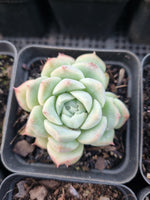 *GLGhybrid(1-913) Special hybrid pack of 4