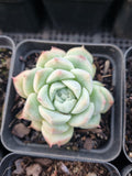 *GLGhybrid(1-913) Special hybrid pack of 4