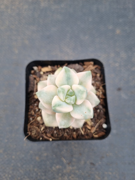 Graptopetalum Paraguayense ssp. Bernalense variegata 美杏锦