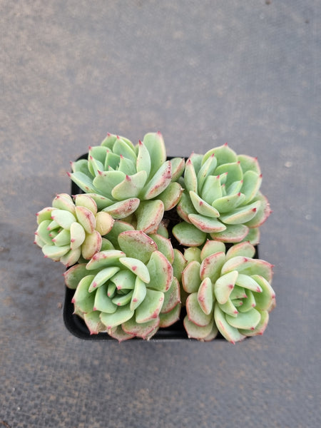 *GLGhybrid(1-1134) Echeveria Sierra hybrid 爱斯诺杂
