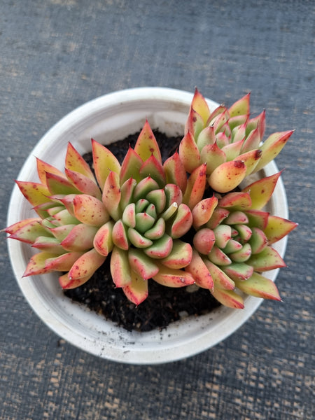 *GLGhybrid(2-326)  Echeveria Agavoides hybrid 冬云杂