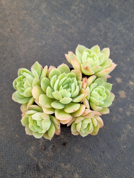 Echeveria Schichi-kuksi
