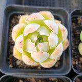 *GLGhybrid(1-1682) Special hybrid pack of 4