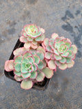 Echeveria sp. (Red Edge) 不知名红边