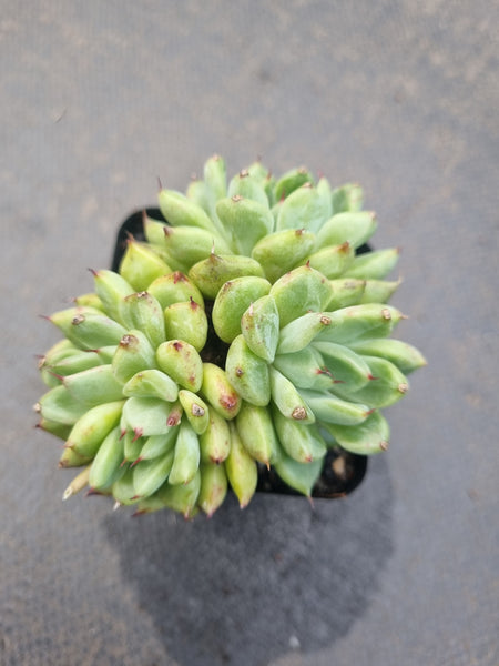 *GLGhybrid(1-1335) Echeveria cuspidata var. Zaragozae hybrid 黑爪杂