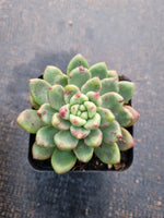 Pachyveria Paradoxa aka. Chanel 香奈