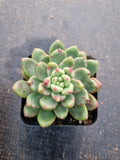 Pachyveria Paradoxa aka. Chanel 香奈