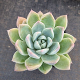 Echeveria 'Alba Beauty' 阿尔巴佳人