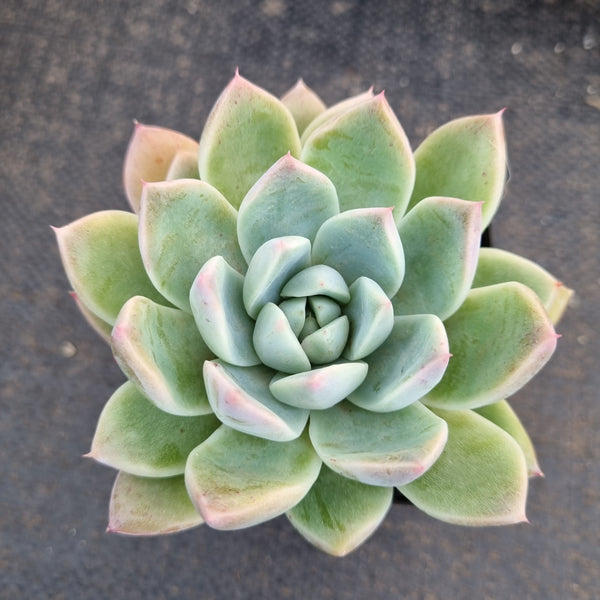 Echeveria 'Alba Beauty' 阿尔巴佳人