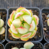 *GLGhybrid(1-1688) Special hybrid pack of 4